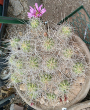 Load image into Gallery viewer, Echinocereus enneacanthus Lavender Flowers Super Clumps Cactus Cold Hardy SL