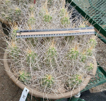 Load image into Gallery viewer, Echinocereus enneacanthus Lavender Flowers Super Clumps Cactus Cold Hardy LS