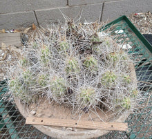 Load image into Gallery viewer, Echinocereus enneacanthus Lavender Flowers Super Clumps Cactus Cold Hardy SL