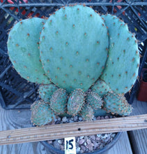 Load image into Gallery viewer, Opuntia violacea Santa Rita Big Round Pads Cold Hardy Whole Plant
