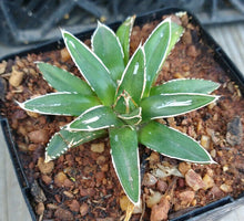 Load image into Gallery viewer, Agave victoria-reginae compacta Queen Victoria Agave