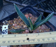 Load image into Gallery viewer, Agave ferdinand regis King of Agaves Tricuspid Terminal Spines