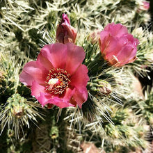 Load image into Gallery viewer, Cylindropuntia fulgida Chain Fruit Cholla Cactus 1 Section