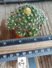 Load image into Gallery viewer, Mammillaria zeilmanniana Clumping Pink Flowers Cactus