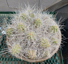 Load image into Gallery viewer, Echinocereus enneacanthus Lavender Flowers Super Clumps Cactus Cold Hardy SL