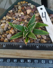 Load image into Gallery viewer, Agave victoria reginae Queen of Agaves Compact Form