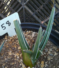 Load image into Gallery viewer, Agave ferdinand regis King of Agaves Tricuspid Terminal Spines