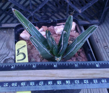 Load image into Gallery viewer, Agave ferdinand regis King of Agaves Tricuspid Terminal Spines