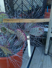 Load image into Gallery viewer, Opuntia macrocentra Extra Long Spines Cold Hardy Cactus 1Pad