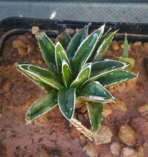Load image into Gallery viewer, Agave victoria reginae Queen of Agaves Compact Form