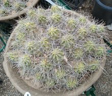 Load image into Gallery viewer, Echinocereus enneacanthus Lavender Flowers Super Clumps Cactus Cold Hardy ML