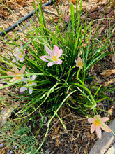 Load image into Gallery viewer, Zephyranthes treatiae Florida Native Fall Pink Flowers Grass Bulb Plant 6 Bulbs