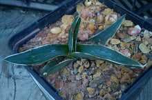 Load image into Gallery viewer, Agave ferdinand regis King of Agaves Tricuspid Terminal Spines