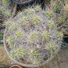 Load image into Gallery viewer, Echinocereus enneacanthus Lavender Flowers Super Clumps Cactus Cold Hardy ML

