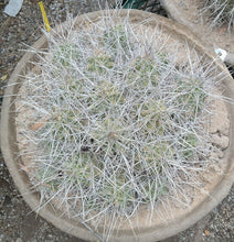 Load image into Gallery viewer, Echinocereus enneacanthus Lavender Flowers Super Clumps Cactus Cold Hardy MS
