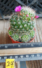Load image into Gallery viewer, Mammillaria zeilmanniana Clumping Pink Flowers Cactus