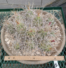 Load image into Gallery viewer, Echinocereus enneacanthus Lavender Flowers Super Clumps Cactus Cold Hardy SL
