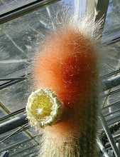 Load image into Gallery viewer, Vatricania guentheri Golden Column Cactus 64