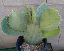 Load image into Gallery viewer, Opuntia 'Fruit Punch' Pink Purple Flowers Cold Hardy Prickly Pear Cactus 1 Pad