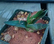 Load image into Gallery viewer, Agave ferdinand regis King of Agaves Tricuspid Terminal Spines