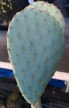 Load image into Gallery viewer, Opuntia cv. Durango Spineless Blue Pink Flowers Cactus 1 Pad
