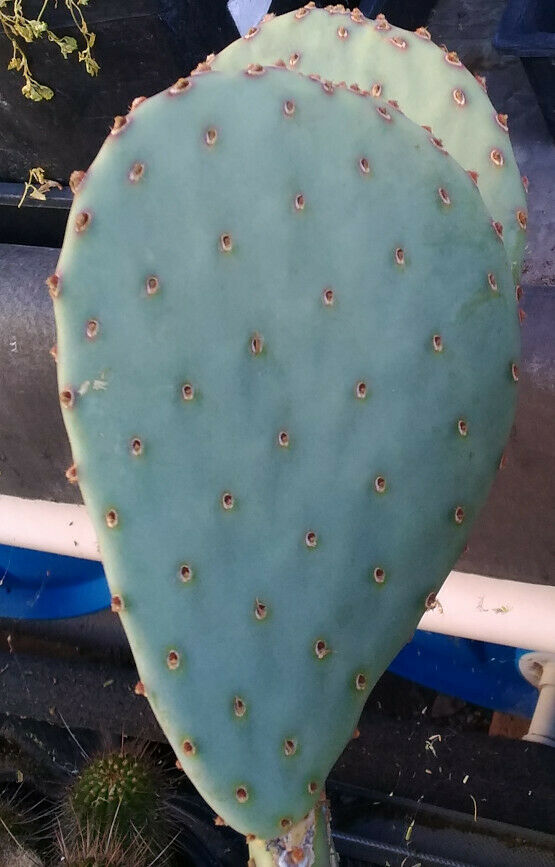 Opuntia cv. Durango Spineless Blue Pink Flowers Cactus 1 Pad