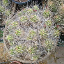 Load image into Gallery viewer, Echinocereus enneacanthus Lavender Flowers Super Clumps Cactus Cold Hardy ML