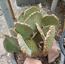 Load image into Gallery viewer, Opuntia basilaris Beaver Tail Cactus Pink Flowers 1 Pad