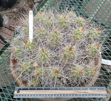 Load image into Gallery viewer, Echinocereus enneacanthus Lavender Flowers Super Clumps Cactus Cold Hardy SL