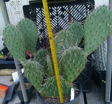 Load image into Gallery viewer, Opuntia phaeacantha Very Cold Hardy Cactus USDA Zone 5 One Section
