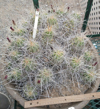 Load image into Gallery viewer, Echinocereus enneacanthus Lavender Flowers Super Clumps Cactus Cold Hardy ML