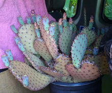 Load image into Gallery viewer, Opuntia basilaris x Santa Rita = Beaverita Pink Fruit Cactus 1 Pad