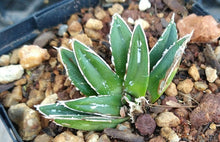 Load image into Gallery viewer, Agave victoria-reginae compacta Queen Victoria Agave