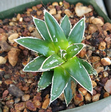 Load image into Gallery viewer, Agave victoria-reginae compacta Queen Victoria Agave