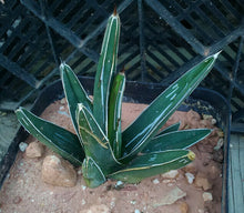 Load image into Gallery viewer, Agave ferdinand regis King of Agaves Tricuspid Terminal Spines