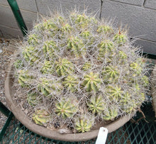 Load image into Gallery viewer, Echinocereus enneacanthus Lavender Flowers Super Clumps Cactus Cold Hardy ML