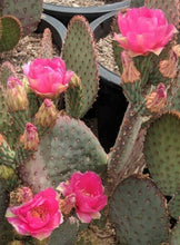 Load image into Gallery viewer, Opuntia basilaris x Santa Rita = Beaverita Pink Fruit Cactus 1 Pad