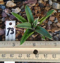 Load image into Gallery viewer, Agave victoria reginae Queen of Agaves Compact Form