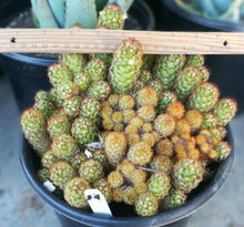 Load image into Gallery viewer, Mammillaria elongata Gold Lace Cactus Huge Pickle Stem Specimens