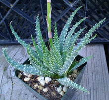 Load image into Gallery viewer, Aloe humilis Copious Narrow White Pimple Leaves Succulent 55
