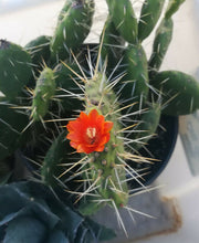 Load image into Gallery viewer, Opuntia paraguayensis Compact Dark Green Cactus Plant with Orange Flowers