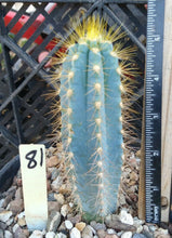 Load image into Gallery viewer, Pilosocereus azureus Blue Torch Cactus 3 Sizes to Choose From
