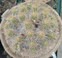 Load image into Gallery viewer, Echinocereus enneacanthus Lavender Flowers Super Clumps Cactus Cold Hardy LS