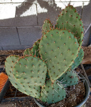 Load image into Gallery viewer, Opuntia Pina Colada Bi-Colored Flowers Beauty Cold Hardy Cactus 1 Pad