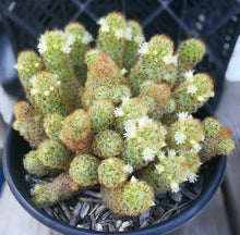 Load image into Gallery viewer, Mammillaria elongata Gold Lace Cactus Huge Pickle Stem Specimens