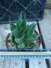 Load image into Gallery viewer, Aloe Gasteria Gasteraloe Fat Deltoid Leaves Many Offsets Succulent 271
