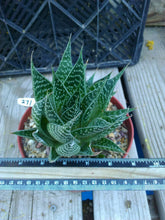 Load image into Gallery viewer, Aloe Gasteria Gasteraloe Fat Deltoid Leaves Many Offsets Succulent 271