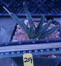 Load image into Gallery viewer, Agave ferdinand regis King of Agaves Tricuspid Terminal Spines