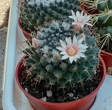 Load image into Gallery viewer, Mammillaria sempervivi Tightly Packed Pyramid Tubercles Cactus 1