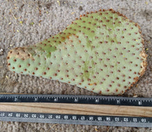 Load image into Gallery viewer, Opuntia basilaris Beaver Tail Cactus Pink Flowers 1 Pad